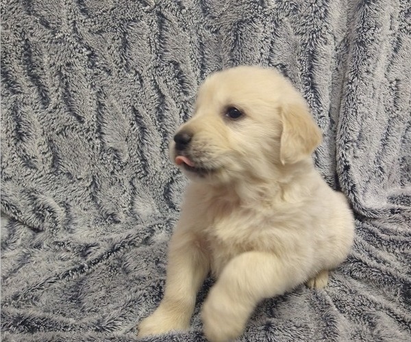 Medium Photo #1 English Cream Golden Retriever Puppy For Sale in PROSPECT, VA, USA