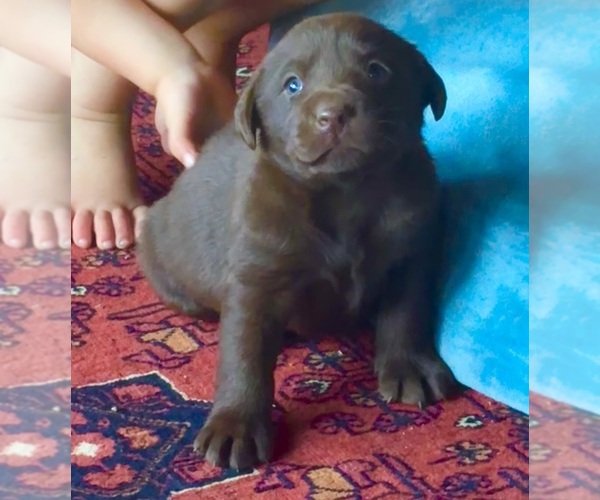 Medium Photo #8 Labrador Retriever Puppy For Sale in ALDERPOINT, CA, USA
