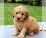 Small Photo #2 Goldendoodle-Poodle (Miniature) Mix Puppy For Sale in GAP, PA, USA