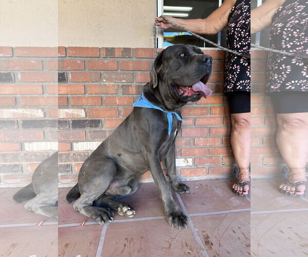 Medium Photo #3 Mutt Puppy For Sale in Goodyear, AZ, USA