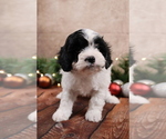 Small #4 Cavapoo (Toy)
