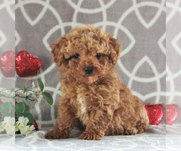 Medium Photo #4 Cavachon-Poodle (Miniature) Mix Puppy For Sale in GORDONVILLE, PA, USA