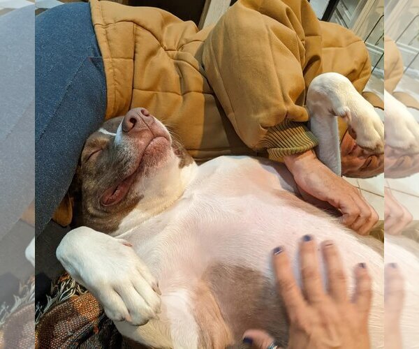 Medium Photo #2 Mutt Puppy For Sale in Woodbury, NY, USA