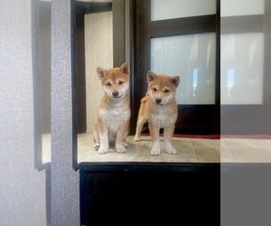 Shiba Inu Puppy for Sale in SANDY, Utah USA