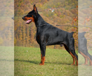 Father of the Doberman Pinscher puppies born on 02/18/2026