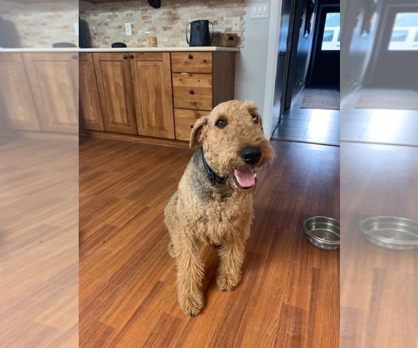 Medium Photo #1 Airedale Terrier Puppy For Sale in GILBERT, AZ, USA
