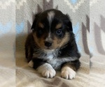 Small #1 Shel-Aussie