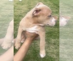 Small Photo #17 American Bully Puppy For Sale in LAKE STATION, IN, USA