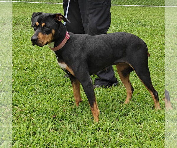 Medium Photo #4 Labrador Retriever-Unknown Mix Puppy For Sale in Talladega, AL, USA