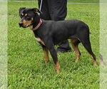 Small #3 Labrador Retriever Mix