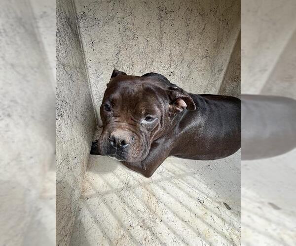 Medium Photo #1 American Pit Bull Terrier-Unknown Mix Puppy For Sale in Oklahoma City, OK, USA