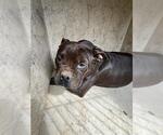 Small American Pit Bull Terrier Mix