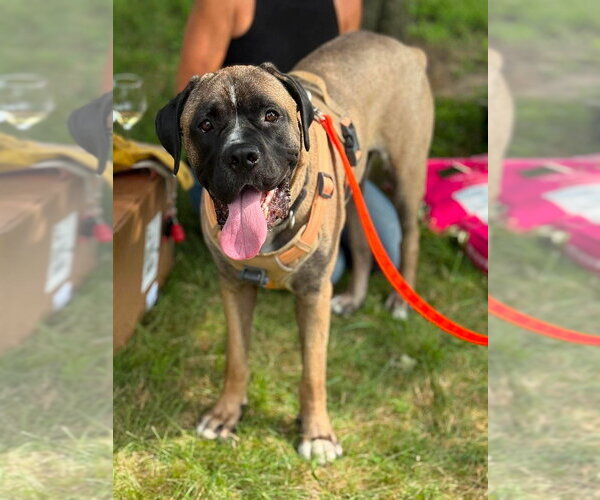 Medium Photo #17 Mastiff-Unknown Mix Puppy For Sale in Wenonah, NJ, USA