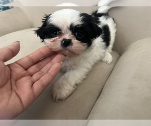 Shih Tzu Puppy for sale in SANGER, CA, USA