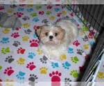 Small #4 Shih Tzu