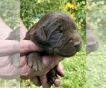 Small #4 Labrador Retriever