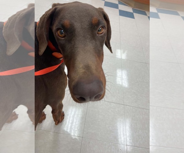 Medium Photo #5 Doberman Pinscher Puppy For Sale in Minneaoplis, MN, USA