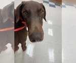 Small #4 Doberman Pinscher