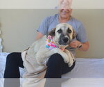 Small Black Mouth Cur-Great Pyrenees Mix