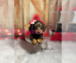 Small Photo #5 Dachshund Puppy For Sale in RIPLEY, MS, USA