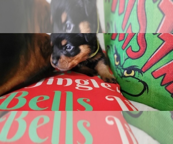 Medium Photo #5 Rottweiler Puppy For Sale in GENEVA, NY, USA