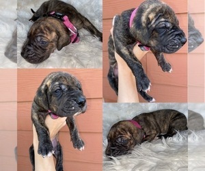 Great Dane Puppy for sale in LOCHBUIE, CO, USA