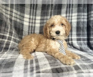 Cockapoo Puppy for sale in LAKELAND, FL, USA
