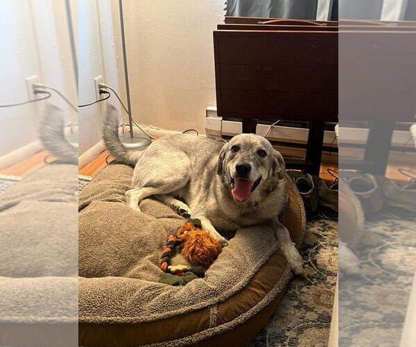 Medium Photo #2 Pyrenees Husky Puppy For Sale in Salt Lake City, UT, USA