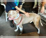 Small #2 American Staffordshire Terrier