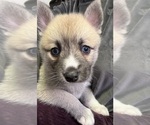 Small #24 Pomsky