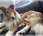 Small #8 Collie