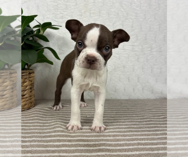 Medium Photo #1 Boston Terrier Puppy For Sale in GREENFIELD, IN, USA