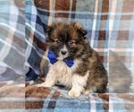 Small Photo #1 Pomeranian Puppy For Sale in PEACH BOTTOM, PA, USA