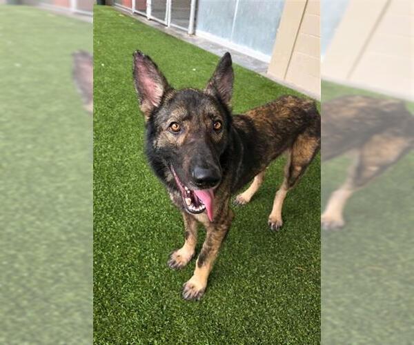 Medium Photo #1 Holland Shepherd Puppy For Sale in Baytown, TX, USA