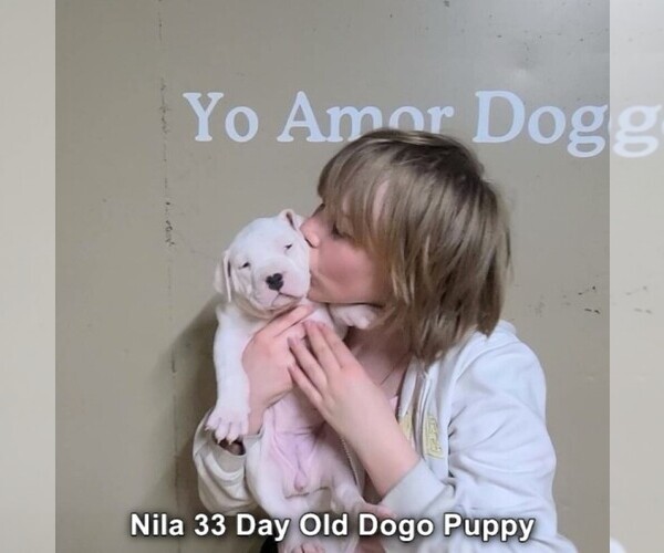 Medium Photo #9 Dogo Argentino Puppy For Sale in JANE, MO, USA