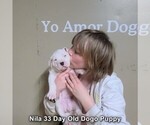 Small #8 Dogo Argentino