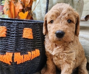 Doodle-Goldendoodle Mix Puppy for sale in WACO, TX, USA