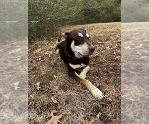 Cash Outlaw - Male Mutt Dog for Adoption - Photo #2