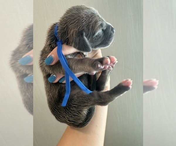 Medium Photo #3 Great Dane Puppy For Sale in HALLETTSVILLE, TX, USA