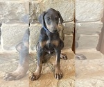 Puppy blue collar Doberman Pinscher