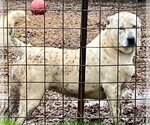 Small Photo #5 Great Pyrenees-Unknown Mix Puppy For Sale in Okolona, MS, USA