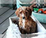 Small Photo #6 Labradoodle Puppy For Sale in ADOLPHUS, KY, USA