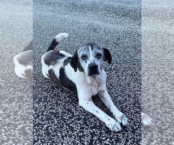 Medium Photo #2 Beagle-Unknown Mix Puppy For Sale in Bolivar, MO, USA