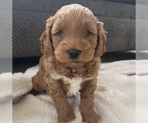 Goldendoodle (Miniature) Puppy for sale in QUARRYVILLE, PA, USA