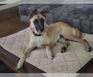 German Shepherd Dog-Unknown Mix Dogs for adoption in Pasadena, TX, USA