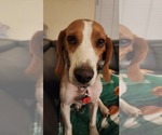 Small #1 Beagle