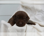 Small #6 Labrador Retriever