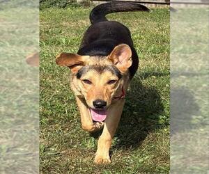 Treeing Walker Coonhound-Unknown Mix Dogs for adoption in Brewster, MA, USA