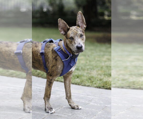 Medium Photo #5 Catahoula Leopard Dog-Dutch Shepherd  Mix Puppy For Sale in McKinney, TX, USA