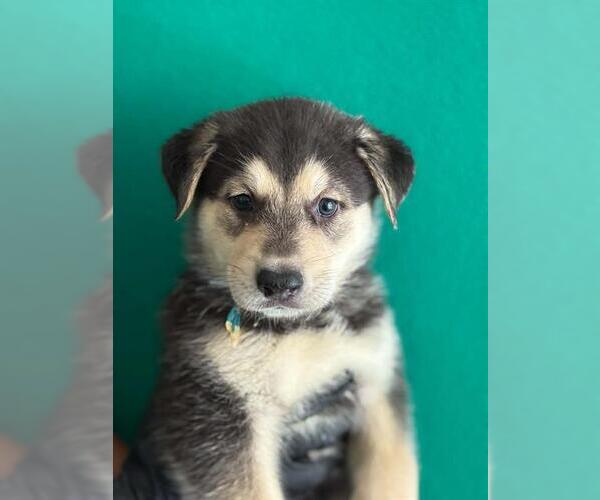 Medium Photo #1 Border Collie-Unknown Mix Puppy For Sale in Visalia, CA, USA